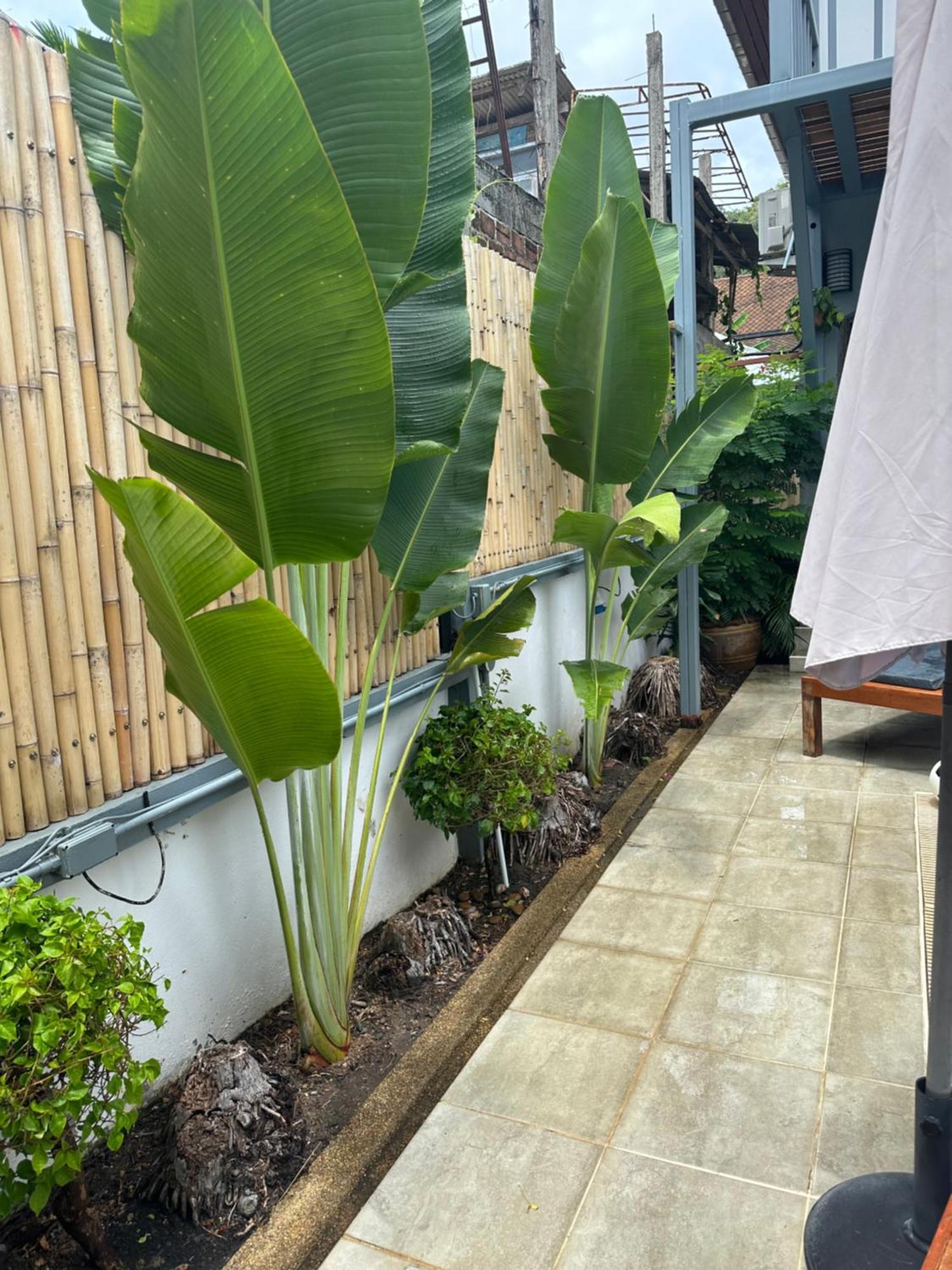 مبيت وإفطار Ban Lamai Friends Of Koh Samui 1 المظهر الخارجي الصورة